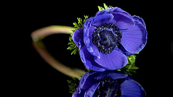 Anemone Flower, nature, dark background, reflection, flowers HD wallpaper