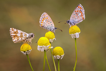 Butterflies, flower, trio, butterfly, yellow, fluture, nature, insect HD wallpaper