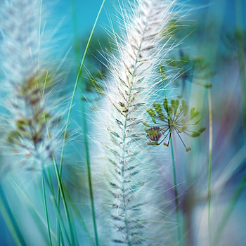 grass, blue, nature, abstract HD wallpaper