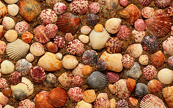 Background, Shells HD wallpaper