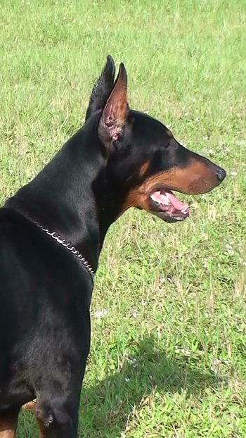 Doberman Dog, Grass Background HD phone wallpaper