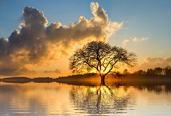 Lone Tree In Lake, tree, lake, nature HD wallpaper