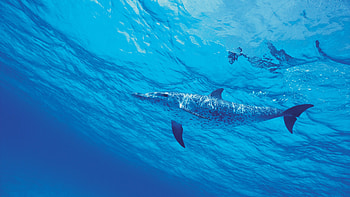 Dolphin underwater beauty, animal , Marine life, Incredible ry HD wallpaper