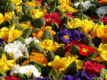 PRETTY PRIMROSE, purple, white, red, yellow HD wallpaper