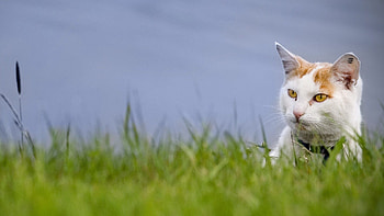 Animals, Grass, Cat, Muzzle, Spotty, Spotted, Peek Out, Look Out HD wallpaper