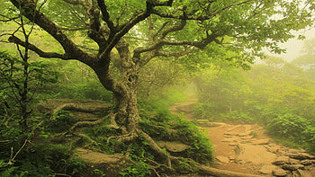 Blue Ridge Parkway, North Carolina, fog, morning, path, tree, usa HD wallpaper