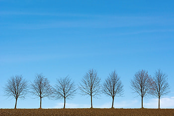 Trees, Sky, Horizon, Minimalism HD wallpaper