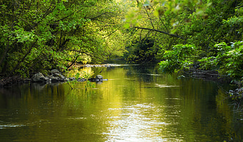 Nature, Water, Trees, Leaves, Glare HD wallpaper