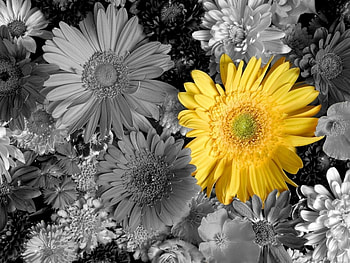 YELLOW FLOWER, FLOWER, PRETTY, YELLOW HD wallpaper