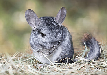 chinchilla , Stunning furry creatures, Cute animal close-ups, Detailed graphy HD wallpaper
