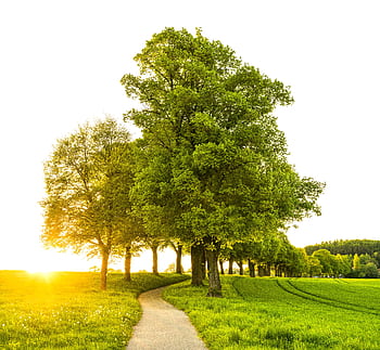Idyllic countryside scene with a sunlit pathway flanked by lush trees and grass in summer. HD wallpaper