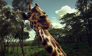 Animals, Trees, Grass, Muzzle, Giraffe HD wallpaper