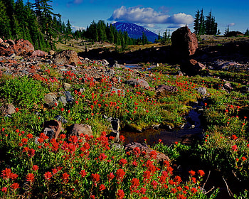 Flowers, trees, sky, nature, rocks HD wallpaper