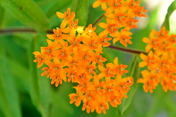 Colorful Summer, orange flowers, summer flower, summer colors, colors of summer HD wallpaper