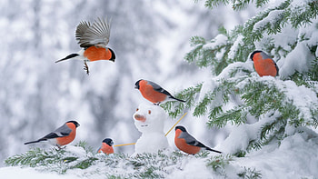 Winterbirds, robins, winter, snow, tree HD wallpaper