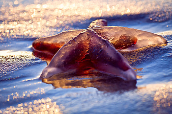 Drops, Starfish, Macro, Miscellanea, Miscellaneous, Body, Living Organism HD wallpaper