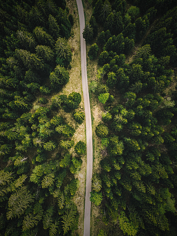 Nature, Trees, View From Above, Road, Forest HD phone wallpaper