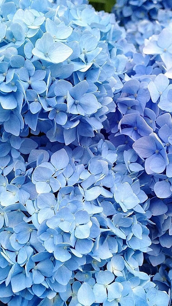 Blue Aesthetic, Flowers HD phone wallpaper