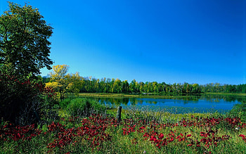 Nature, Trees, Lake, Greens, Color, Colors, Paints, Early Autumn HD wallpaper