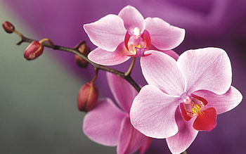 Plants, Flowers HD wallpaper