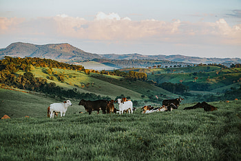 Herds, landscape, animals HD wallpaper