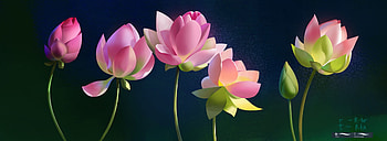 Lotuses, summer, anastasia shestak, pink, black, flower, waterlily, lotus, vara HD wallpaper