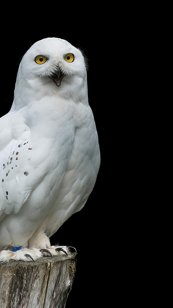 Snowy owl in , Nature's beauty, Winter-themed , Captivating backdrop HD phone wallpaper