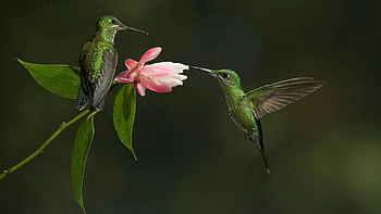 Hummingbird, Cool HD wallpaper