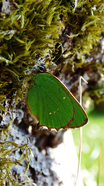 Green Butterfly, Wonderful Background HD phone wallpaper