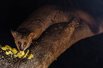 Brown greater galago, Bush Baby (Galago) HD wallpaper