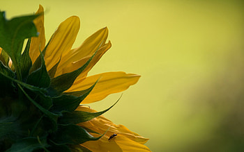 Background, Leaves, Macro, Petals, Sunflower HD wallpaper