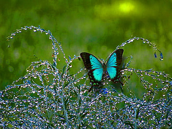 Wings and dew drops, plant, dew drops, butterfly, field, morpho, aqua and black HD wallpaper