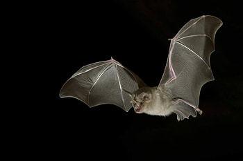 The greater horseshoe, Bats HD wallpaper