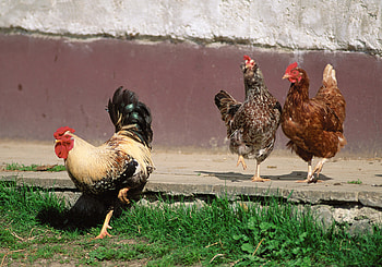 Animals, Birds, Chicken, Rooster, Cock HD wallpaper