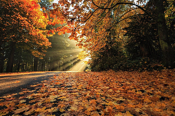 Stanley park - Vancouver, autumn, road, canada, park HD wallpaper