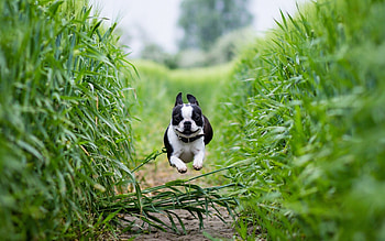 Jump, Bulldog HD wallpaper
