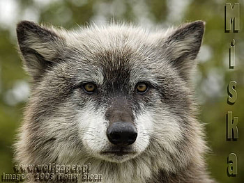 Miska the Wolf, nature, wolves, animals, gray wolves HD wallpaper