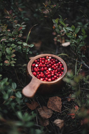 Food, Grass, Plant, Berry, Fruit, Cranberry HD phone wallpaper