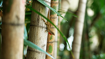 Bamboo nature, stock video, backgrounds, Water fountain HD wallpaper