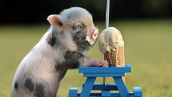 Minecraft pig cuteness, Pixelated farm fun, Blocky snouts, Virtual oinks HD wallpaper