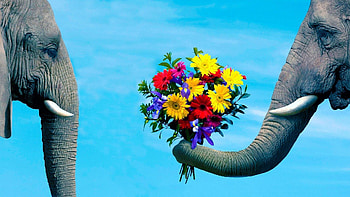 Animals, Flowers, Couple, Pair, Romance, Care, Elephant, Trunk HD wallpaper