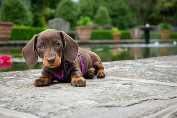 Dog, sweet, animal, dogs, cute, beautiful, puppys, puppy, pretty, animals, lovely HD wallpaper