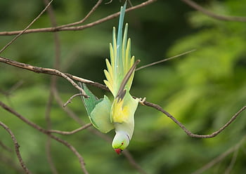 A colorful parrot hanging upside down on a branch in its natural habitat, showcasing vivid plumage. HD wallpaper