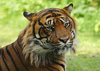 Animals, Grass, Muzzle, Predator, Tiger HD wallpaper