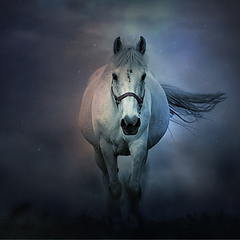 White horse, Running, Dark background, Animals HD phone wallpaper