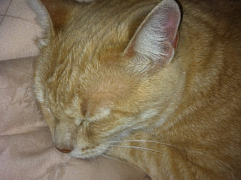 Sleeping beauty, animal, pink, cat, feline, sleeping, orange, pink nose HD wallpaper
