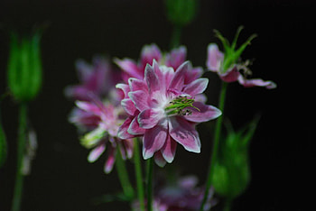 unique-columbines, blue, closeup, purple, color, flower, nature, flowers HD wallpaper