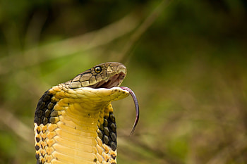 King Cobra facts, Reptile wonder explored, Wildlife graphy, Animal fascination HD wallpaper