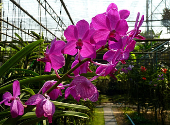 Flowers, Flower, Branch, Orchid, Greenhouse HD wallpaper