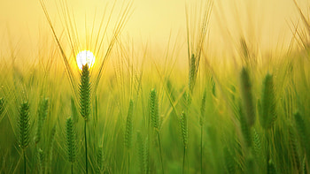 Field, Sunrises HD wallpaper
